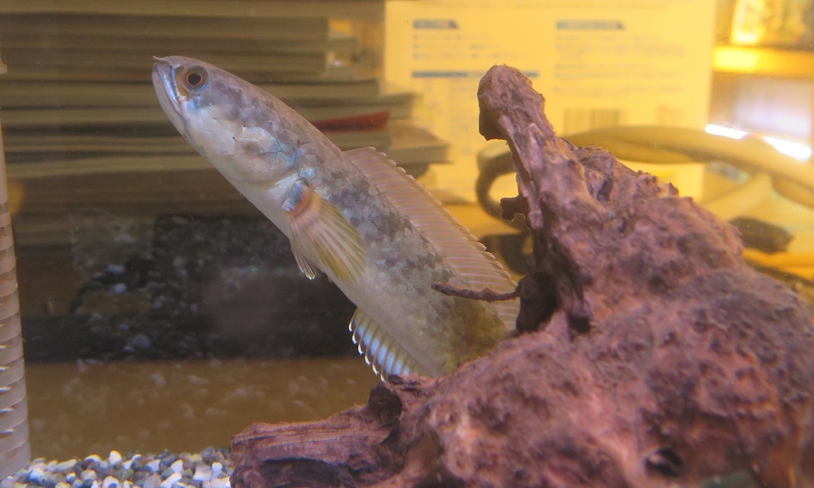 ドワーフスネークヘッド ベンガルオレンジ